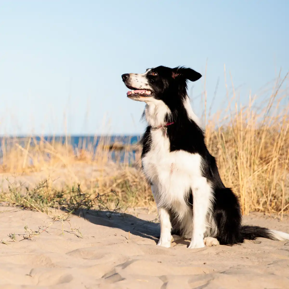 Guia completo das melhores praias para cães | MIDAS 